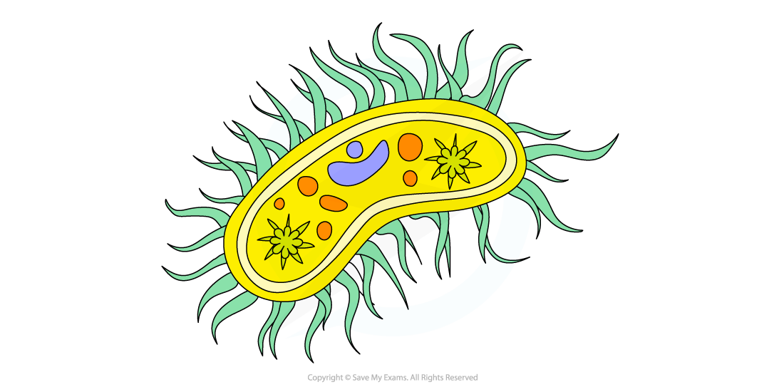 Cell-components_Cilia