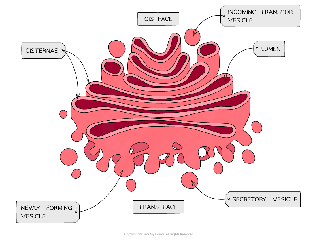 Cell-components_Golgi-aparatus