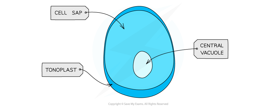 Cell-components_Vacuole