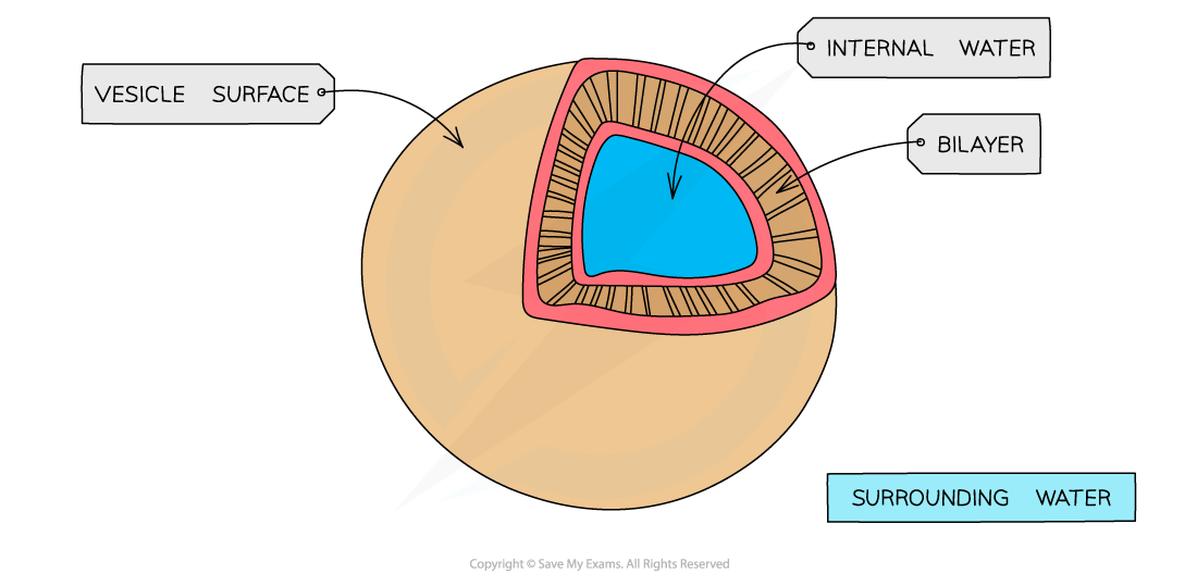 Cell-components_Vesicle