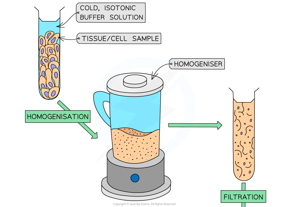 Cell-fractionation-stages-1