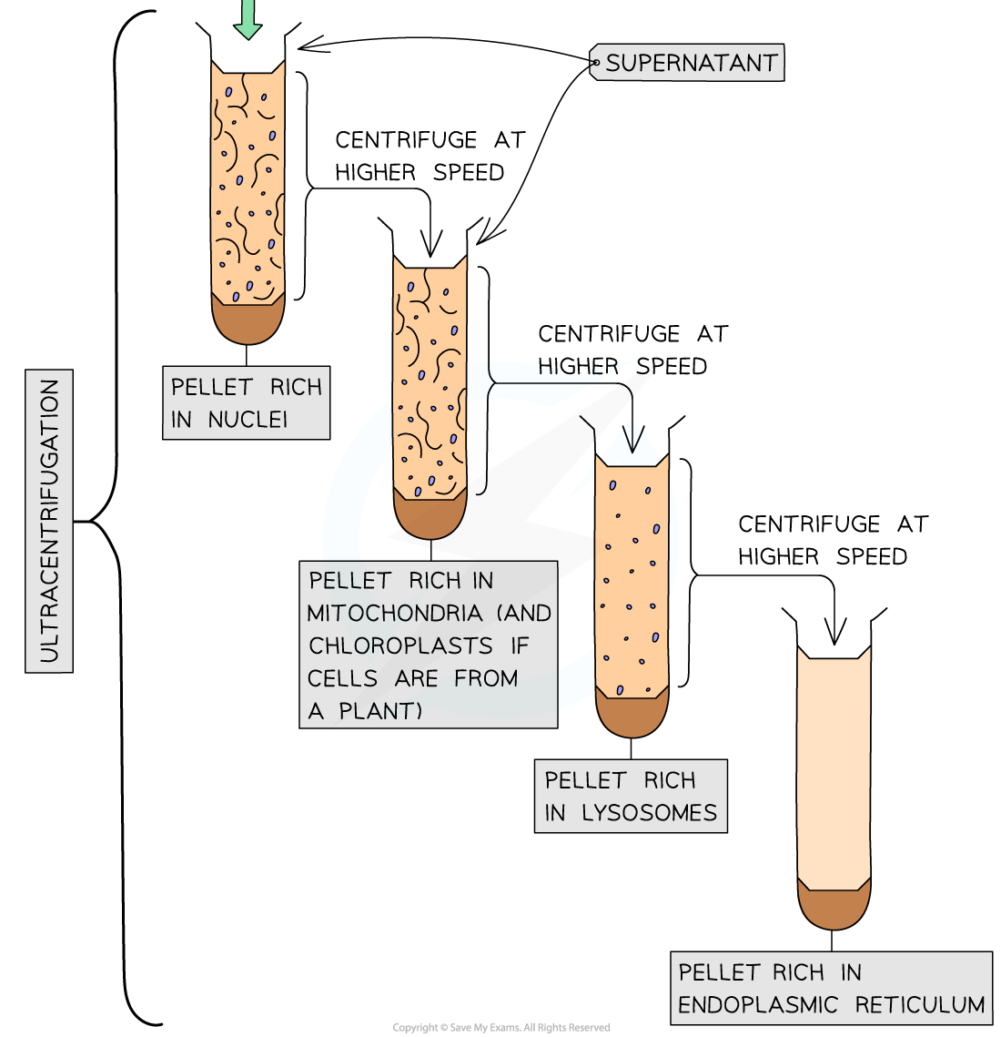 Cell-fractionation-stages-3