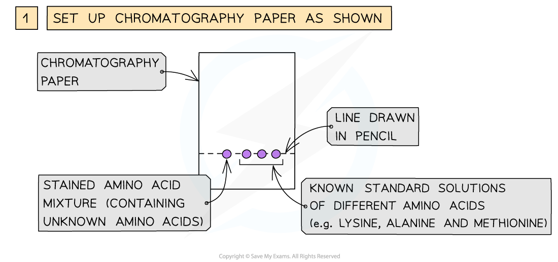 Chromatography-of-amino-acids-1