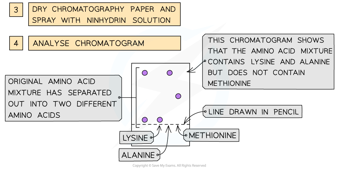 Chromatography-of-amino-acids-3-1