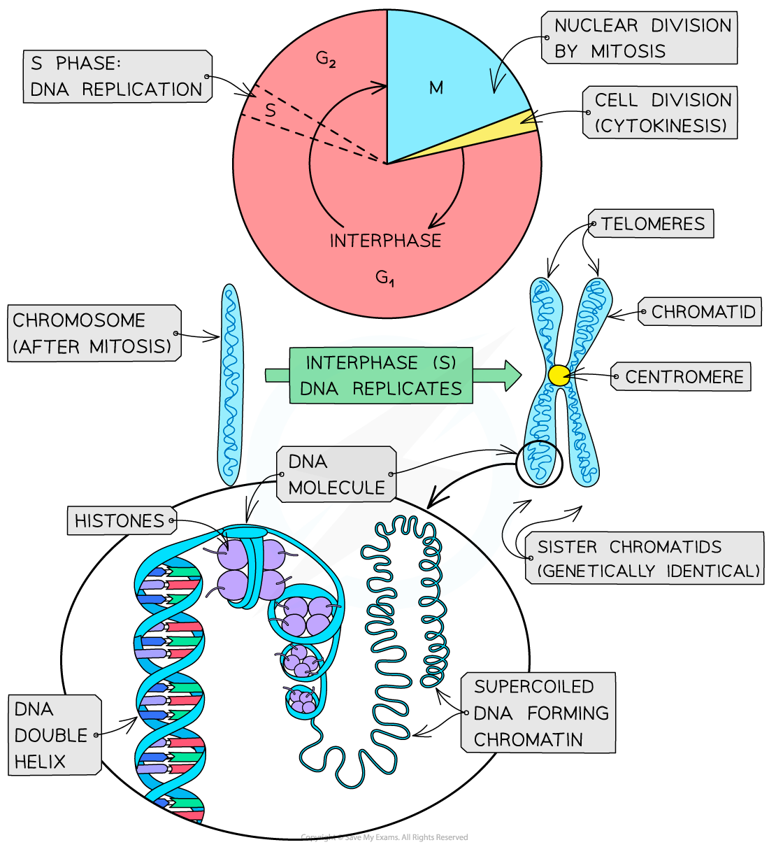 Chromosome-structure