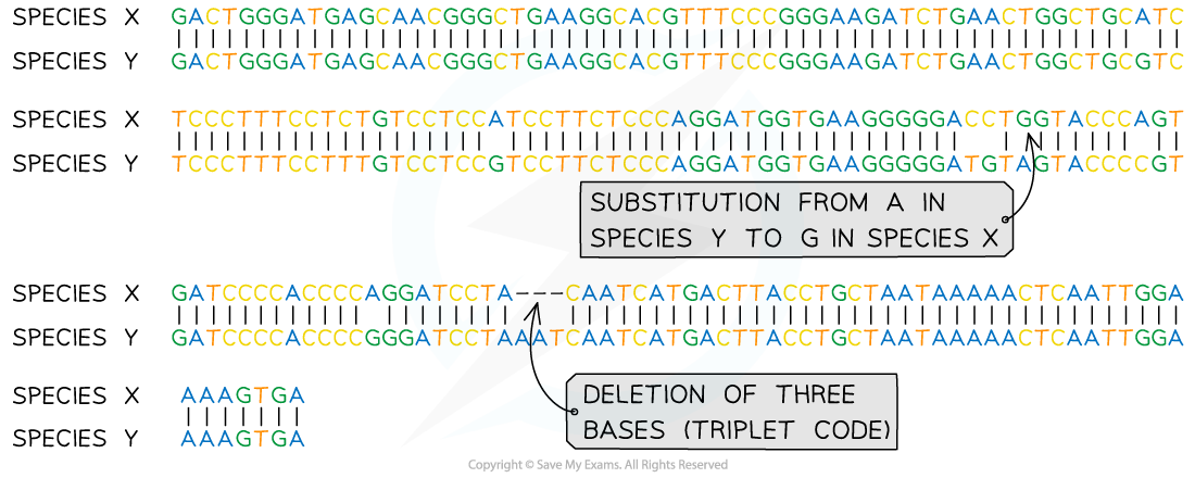 Classification-Phylogeny