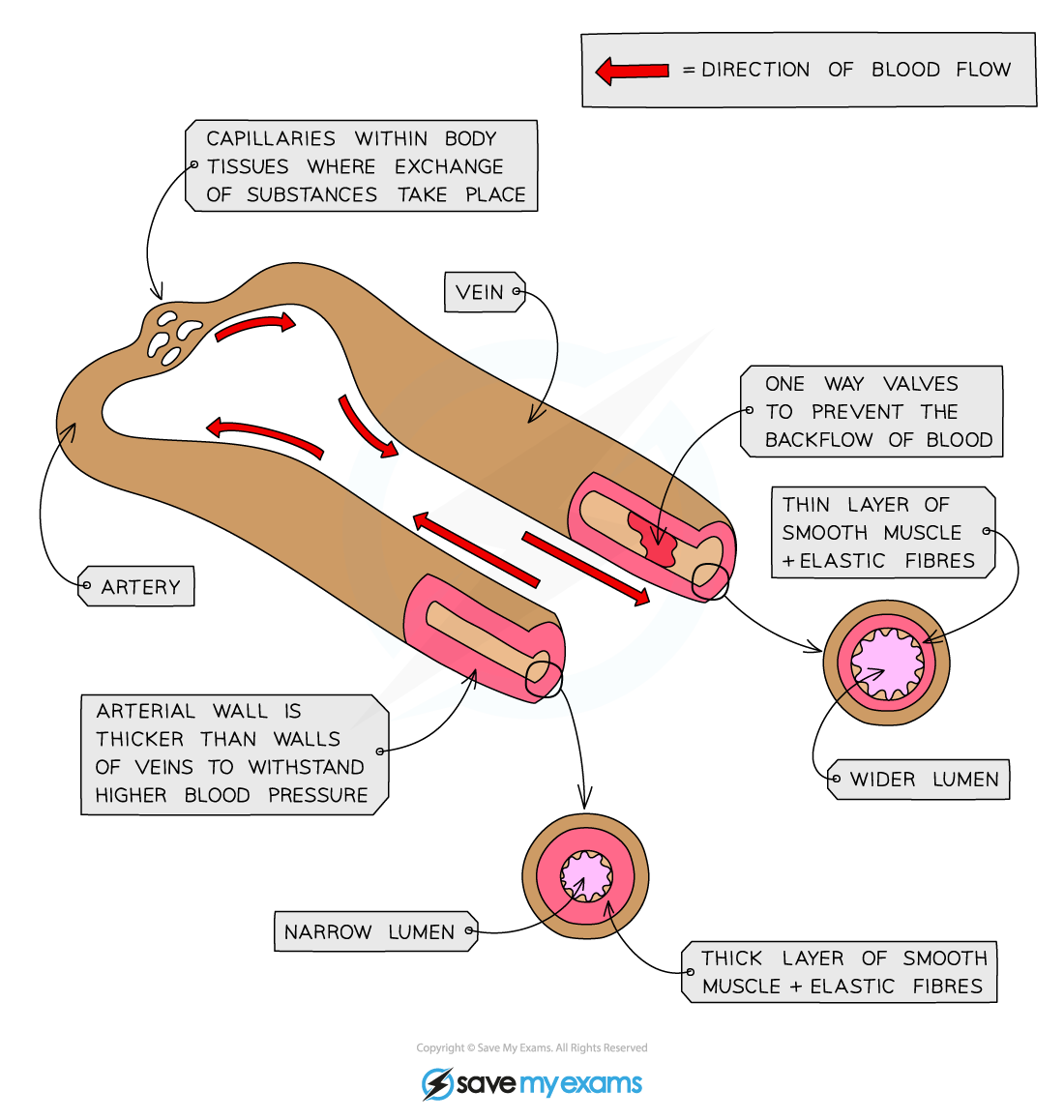 What Term Means Abnormal Narrowing Of A Blood Vessel