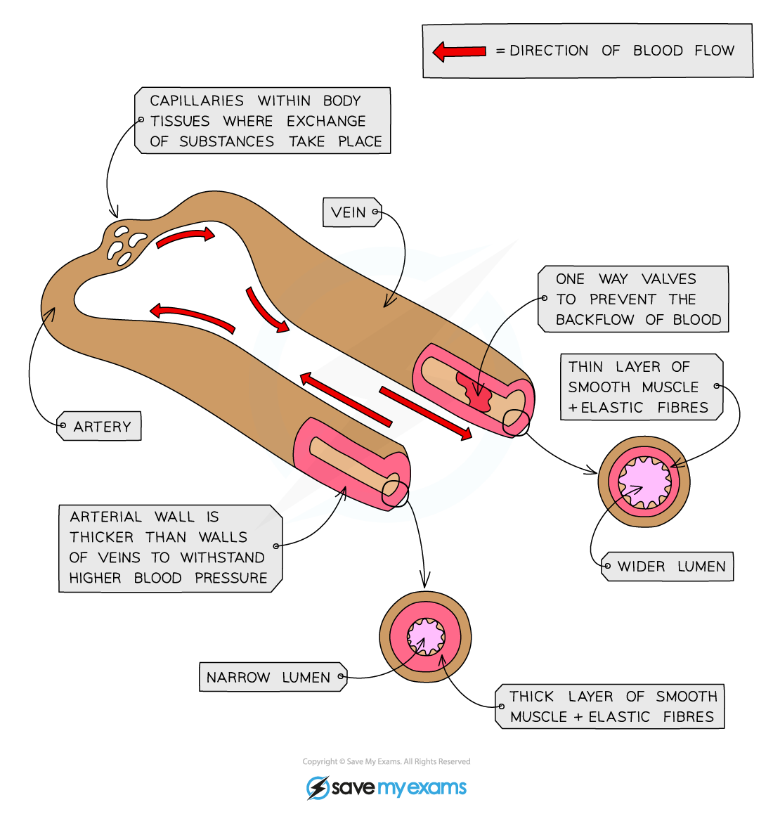 Comparing-arteries-and-veins