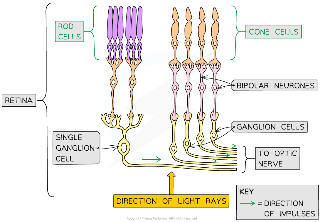 Connection-of-rods-and-cones