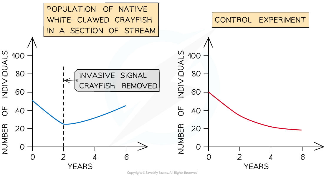 Crayfish-experiment-1v