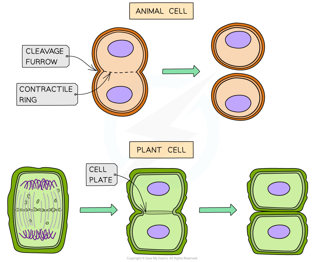 Cytokinesis-in-animal-and-plant-cell