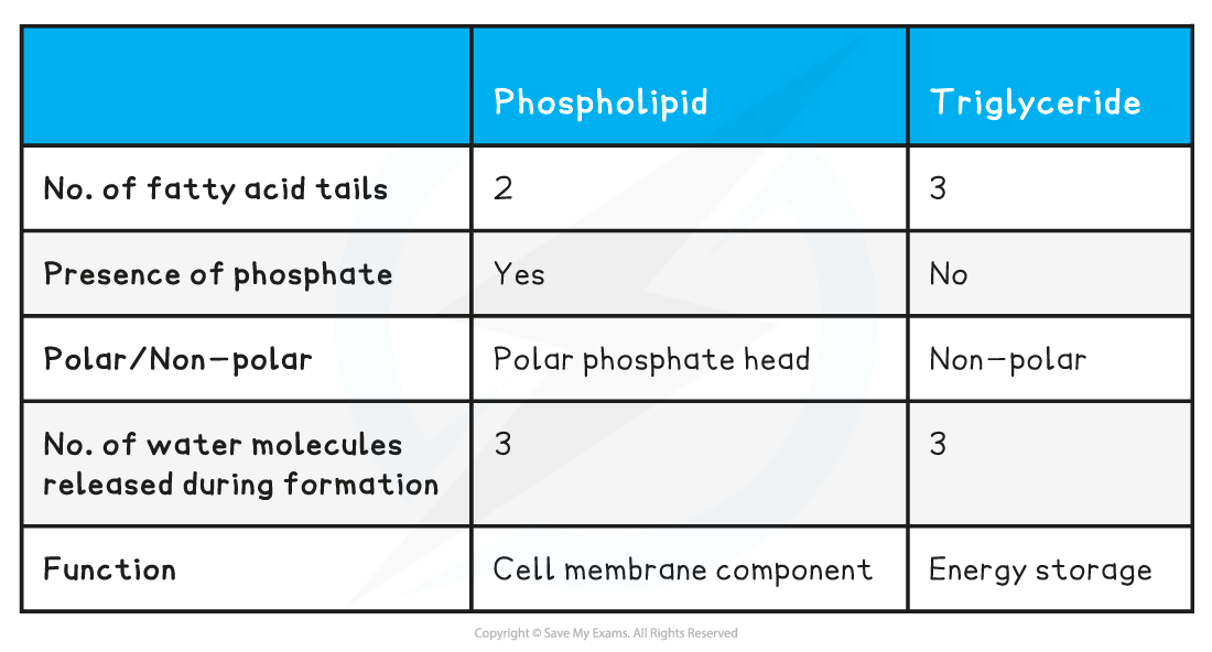 Differences-between-Phospholipids-and-Triglycerides-table_2