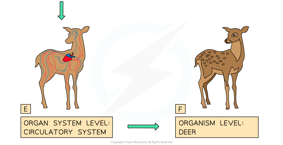 Different-levels-of-organisation-in-organisms-2