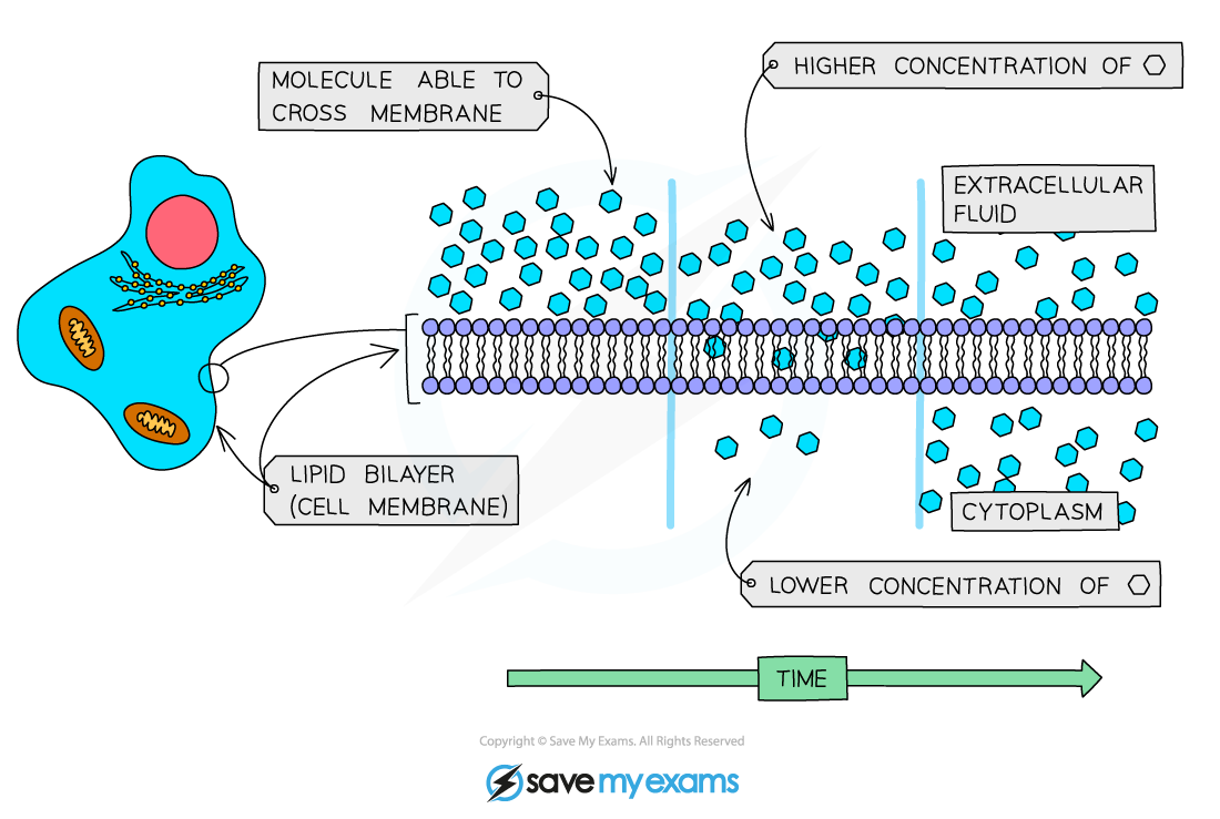 Diffusion-across-the-cell-membrane