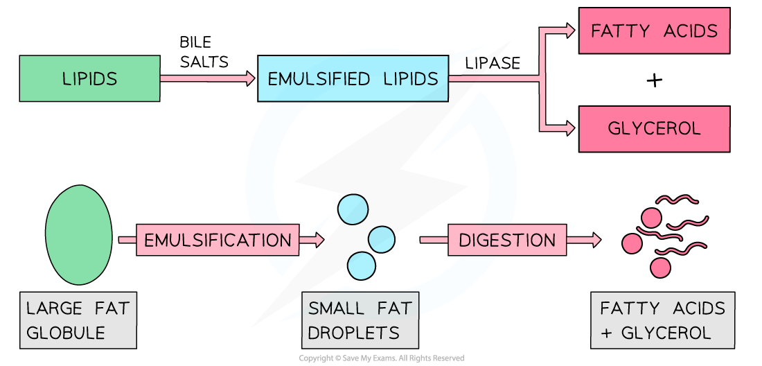 Digestion-of-Lipids