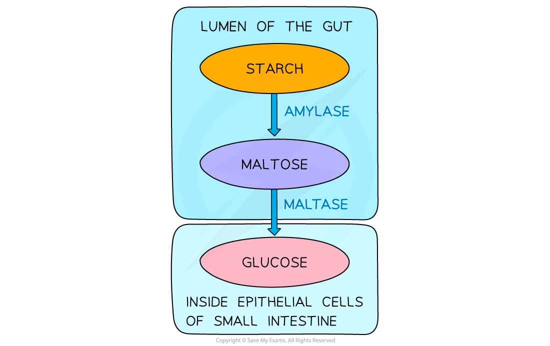 Digestion-of-Starch