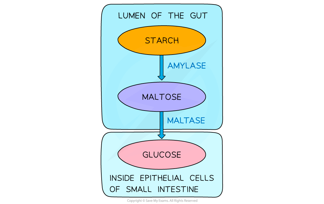 AQA A Level Biology 3 3 2 Enzymes In Digestion 