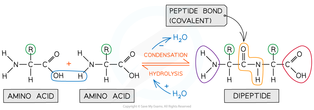 AQA A LEVEL BIOLOGY复习笔记1.3.1 Amino Acids &amp; the Peptide Bond | 翰林国际教育
