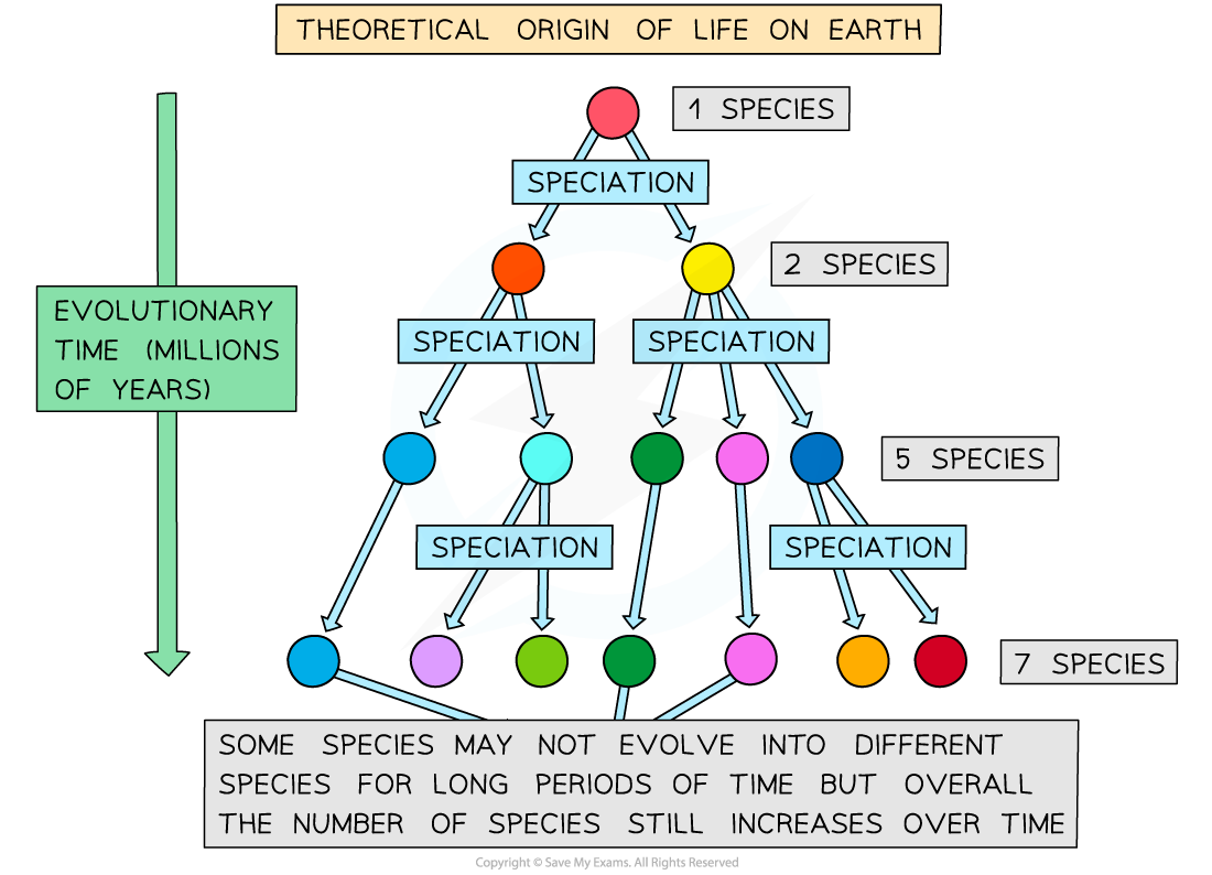 AQA A Level Biology 7 3 5 Evolution 