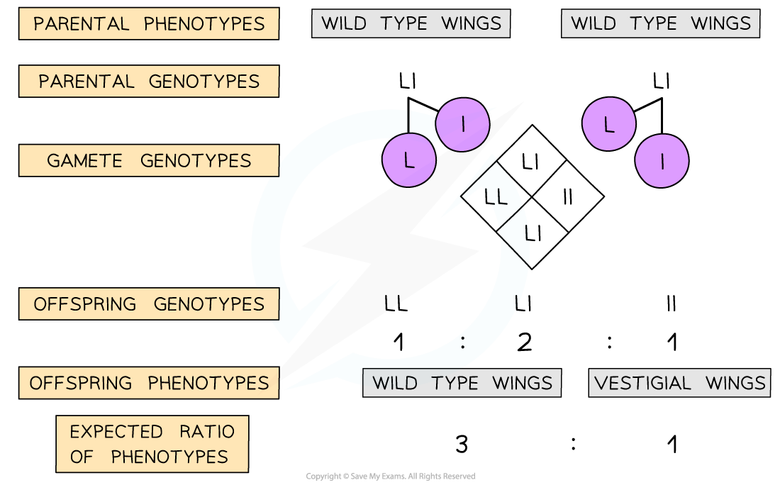 Drosophila-monohybrid