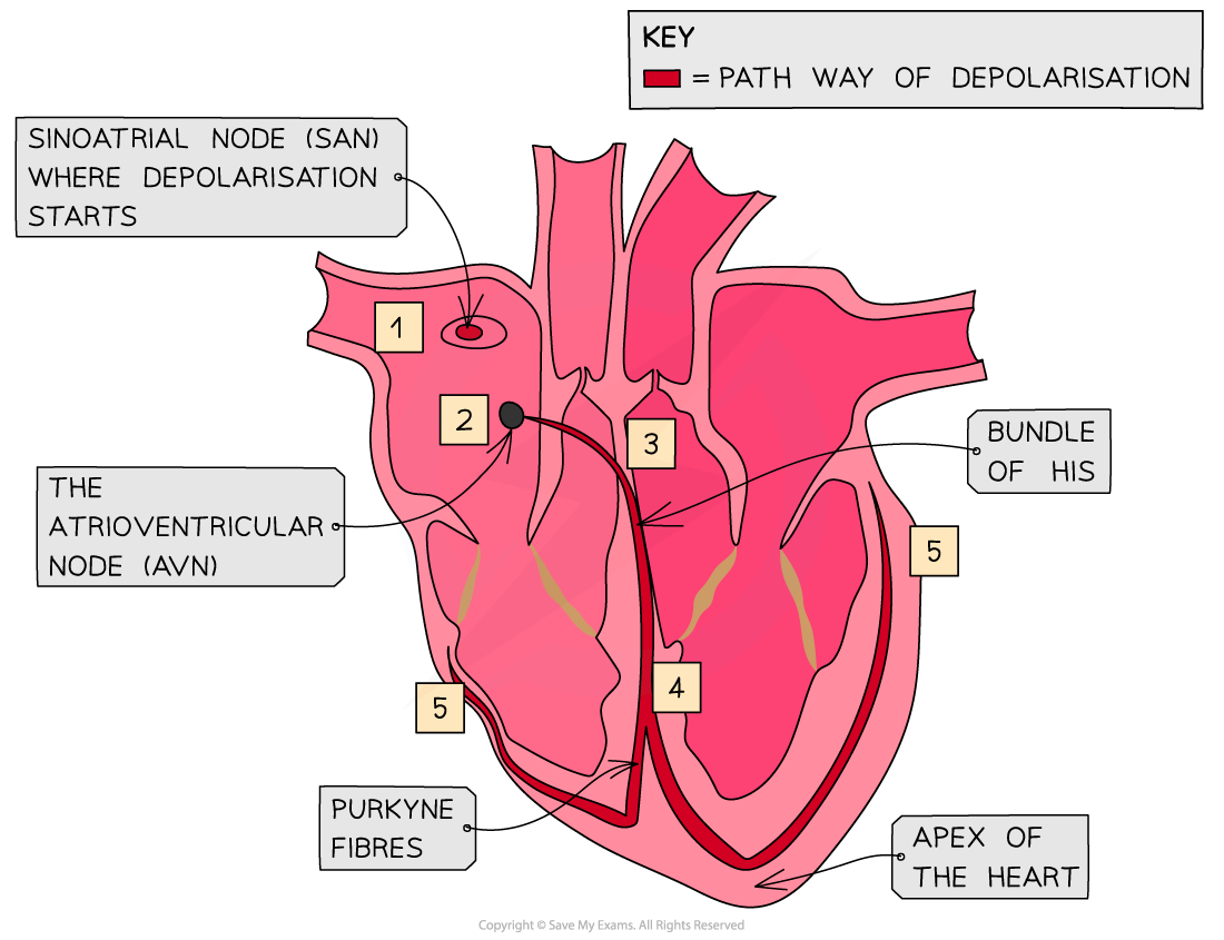Electrical-Activity-of-the-Heart_1