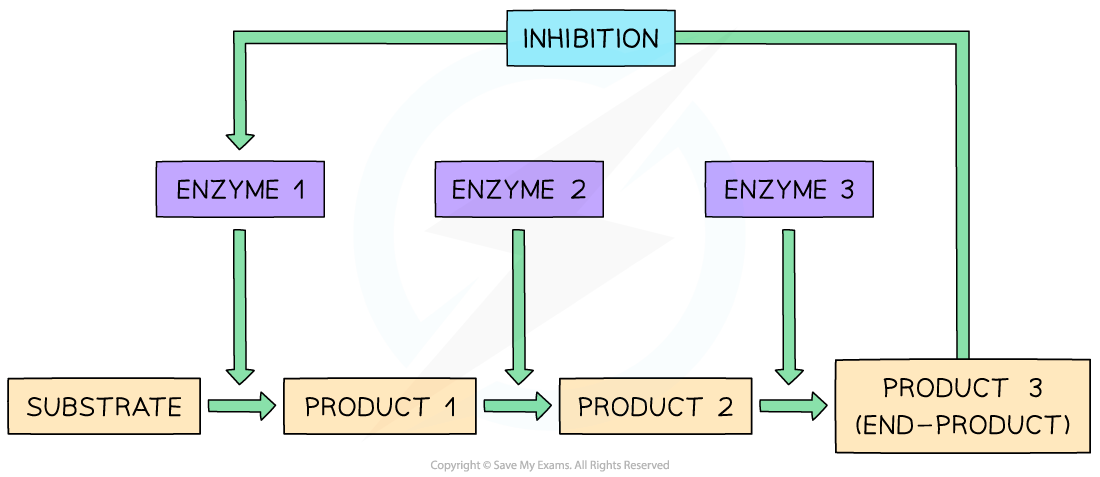 End-product-inhibition