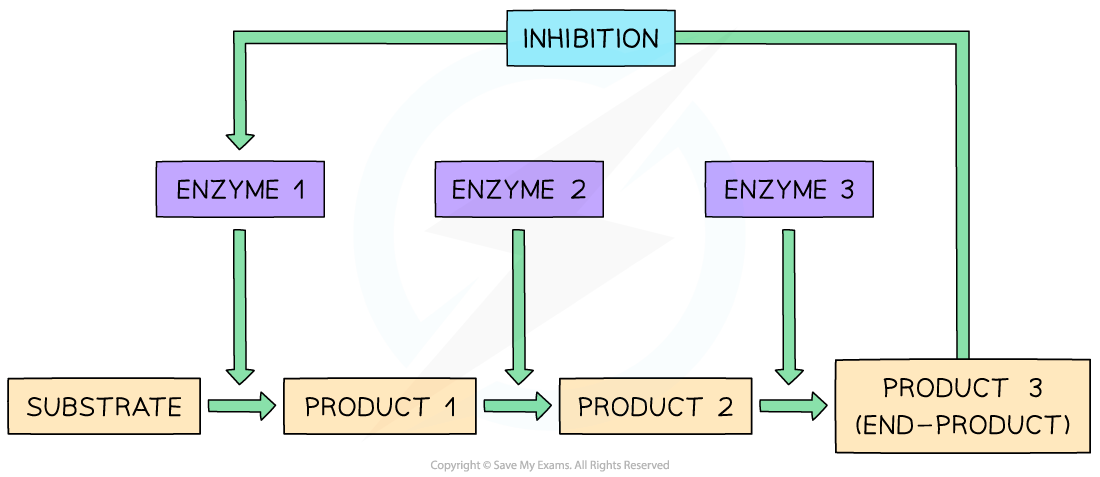 Another Word For End Product Inhibition