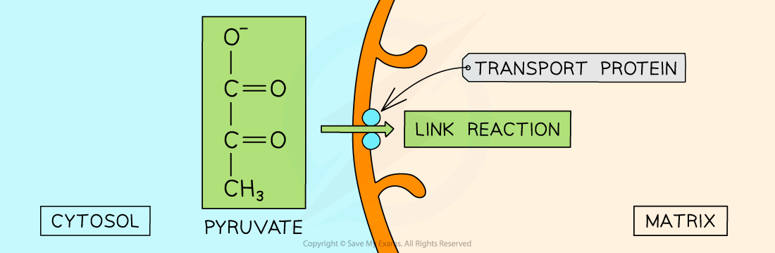 Other Name For Link Reaction