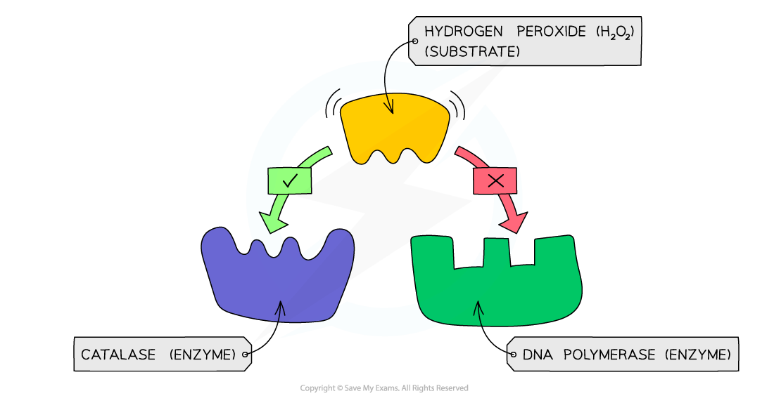 Enzyme-Specificity-Examples