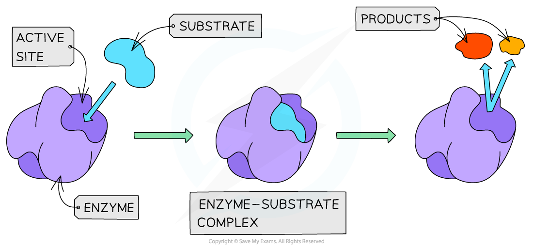 Enzyme-substrate-complex