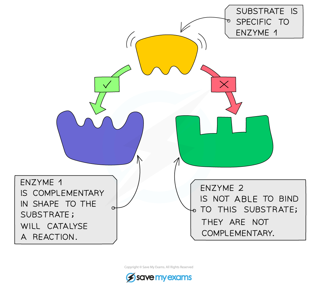 Enzyme-substrate-specificity