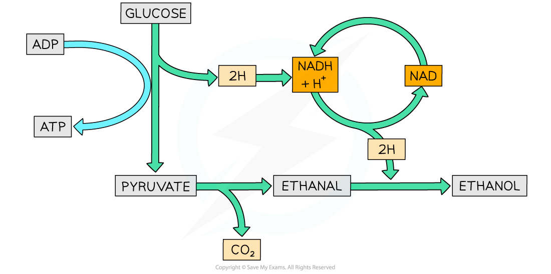 Ethanol-Fermentation