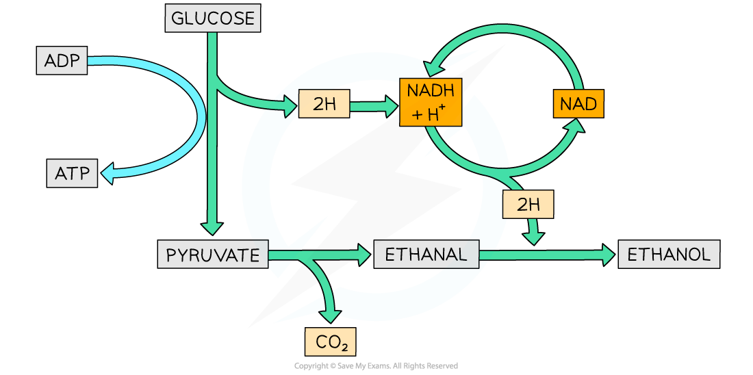 AQA A Level Biology 5 2 8 Anaerobic Respiration 