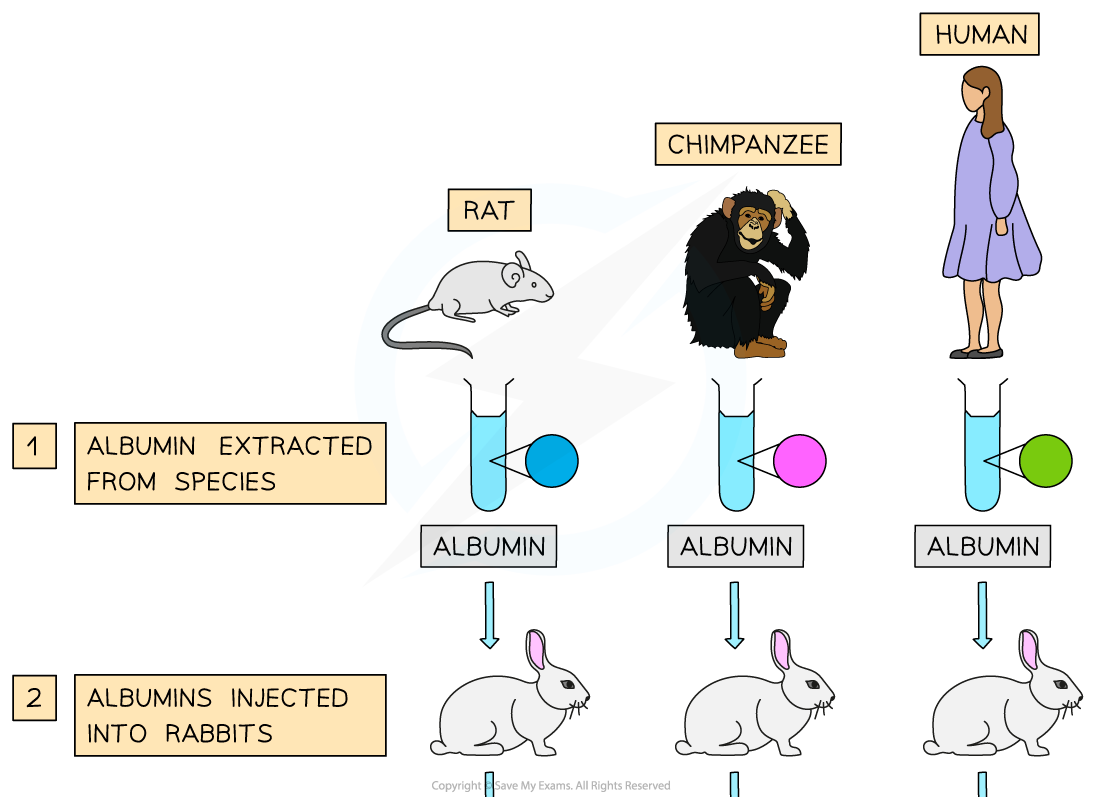 Evolutionary-Relationships-1_1