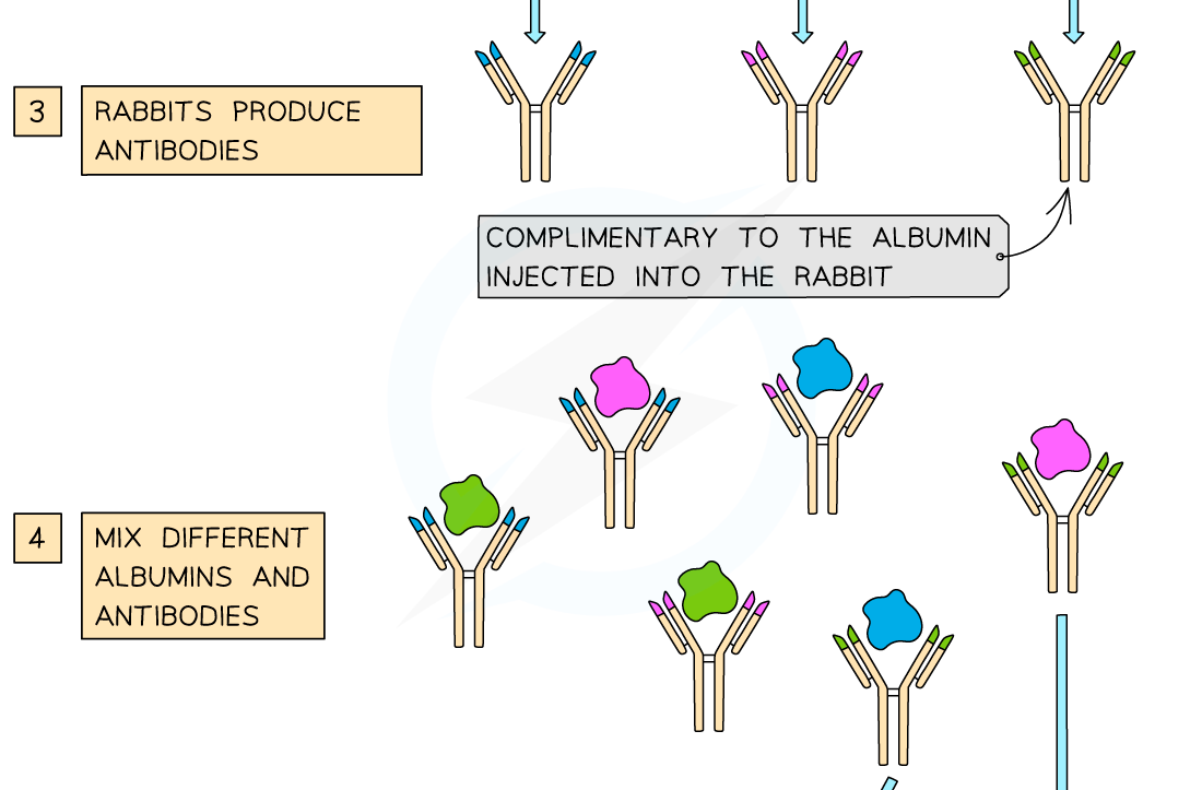 Evolutionary-Relationships-2_2