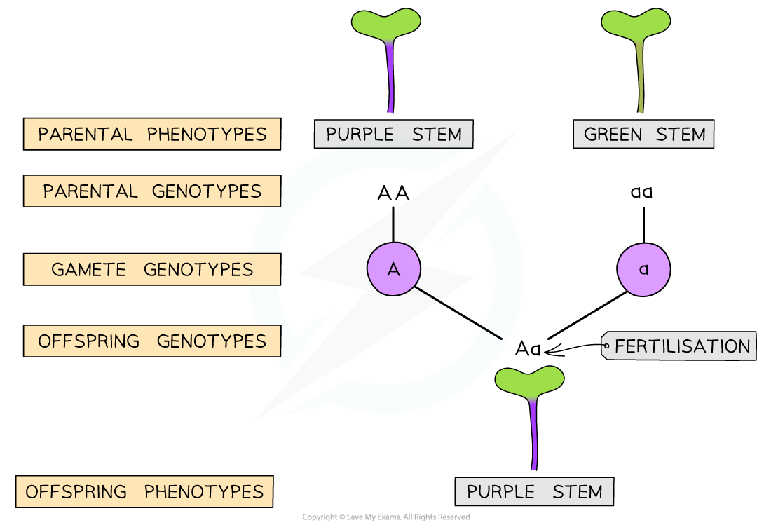 Fast-Plant-monohybrid-1