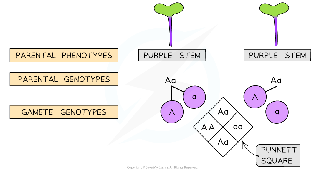 Fast-Plant-monohybrid-2-1