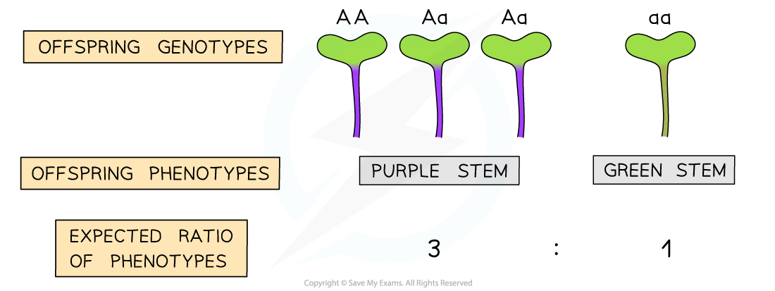 Fast-Plant-monohybrid-2-2