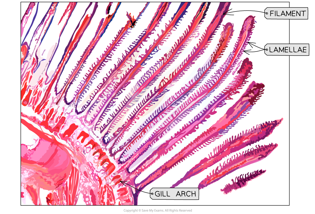 Fish-Gills-Photomicrograph