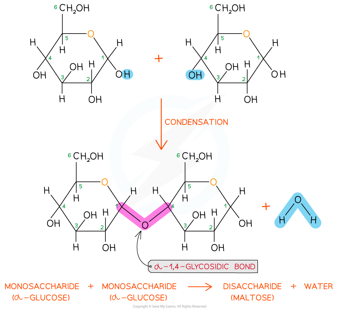 Aqa A Level Biology The Glycosidic Bond