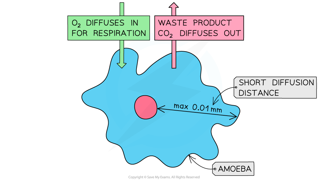 Gas-exchange-in-amoeba