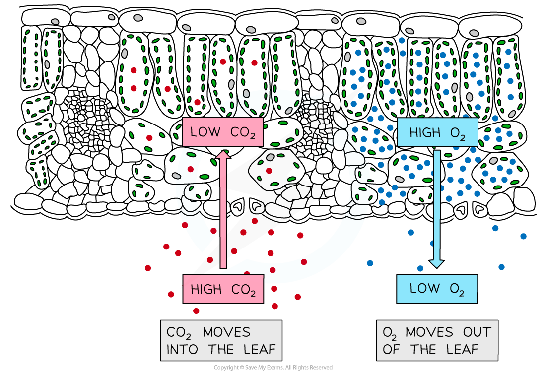 Gas-exchange-in-photosynthesis