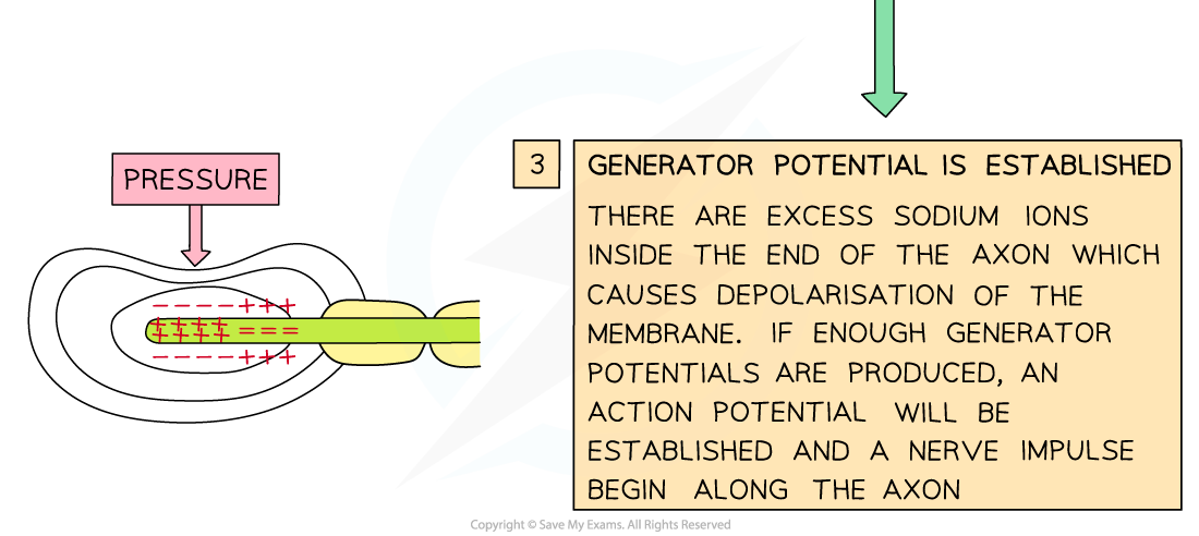 Generator-potential-2