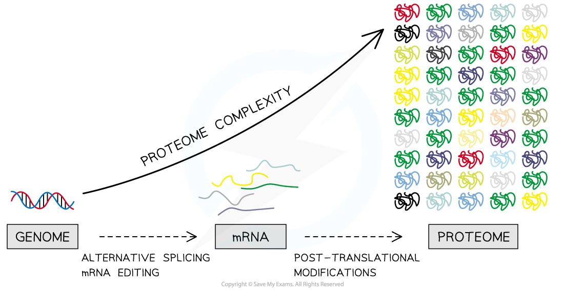 aqa-a-level-biology-4-2-1-the-genome