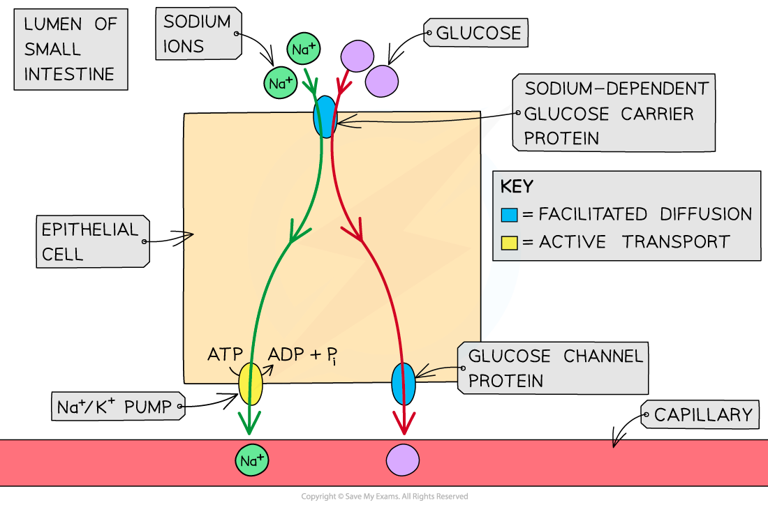 Glucose-Cotransporter-1