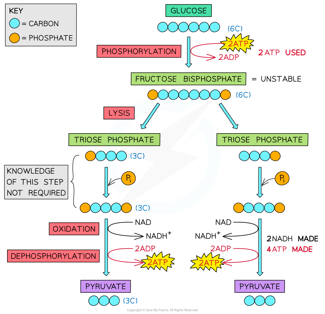 AQA A Level Biology 5 2 3 Glycolysis 