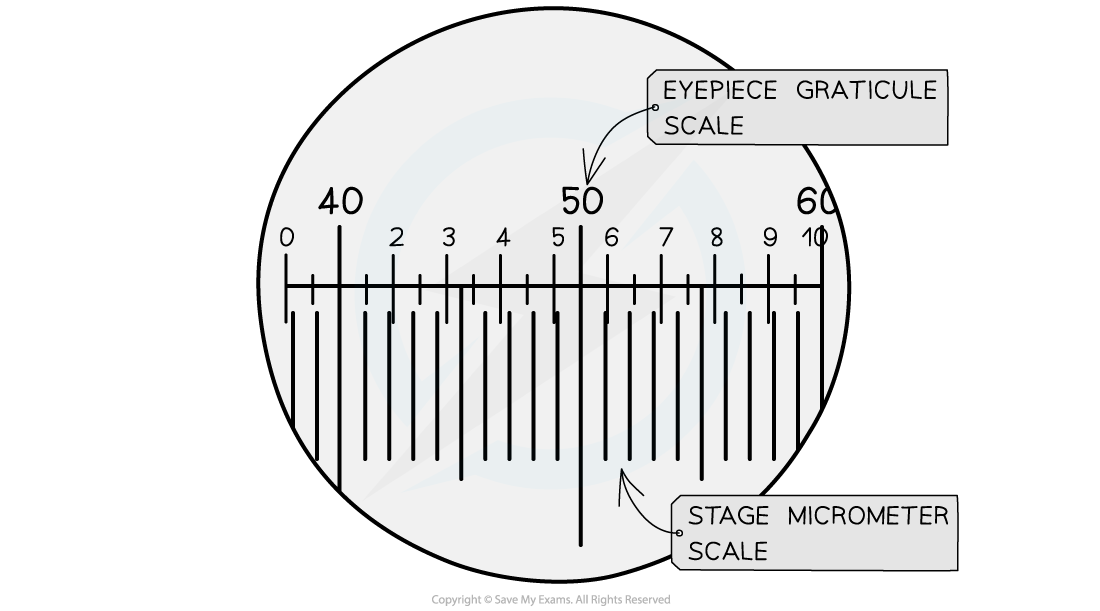 Graticule-Calibration