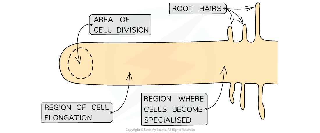Growing-regions-of-a-root