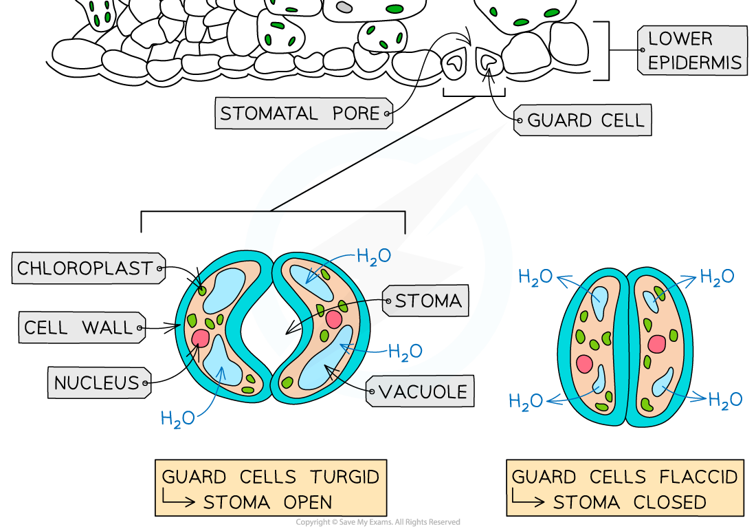 Guard-cells-and-stomata-2_1