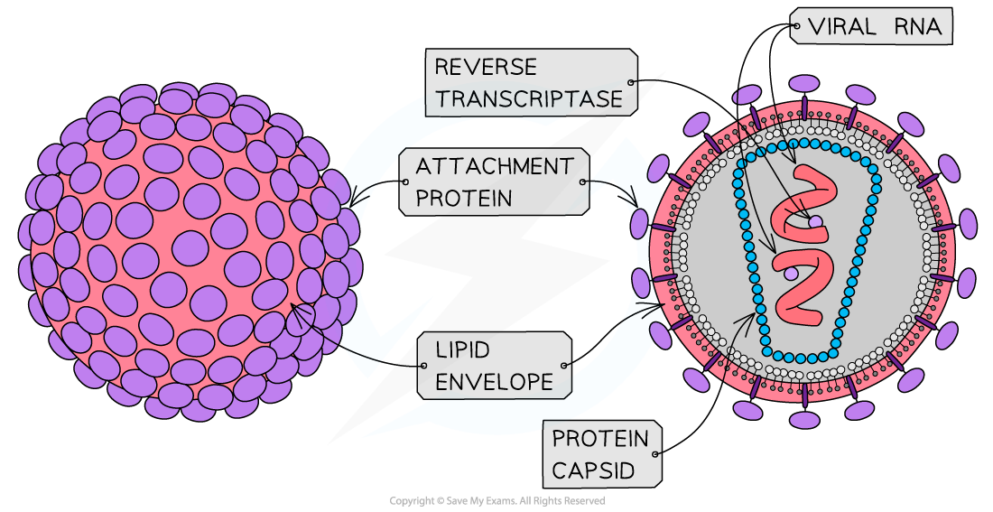 HIV-Structure
